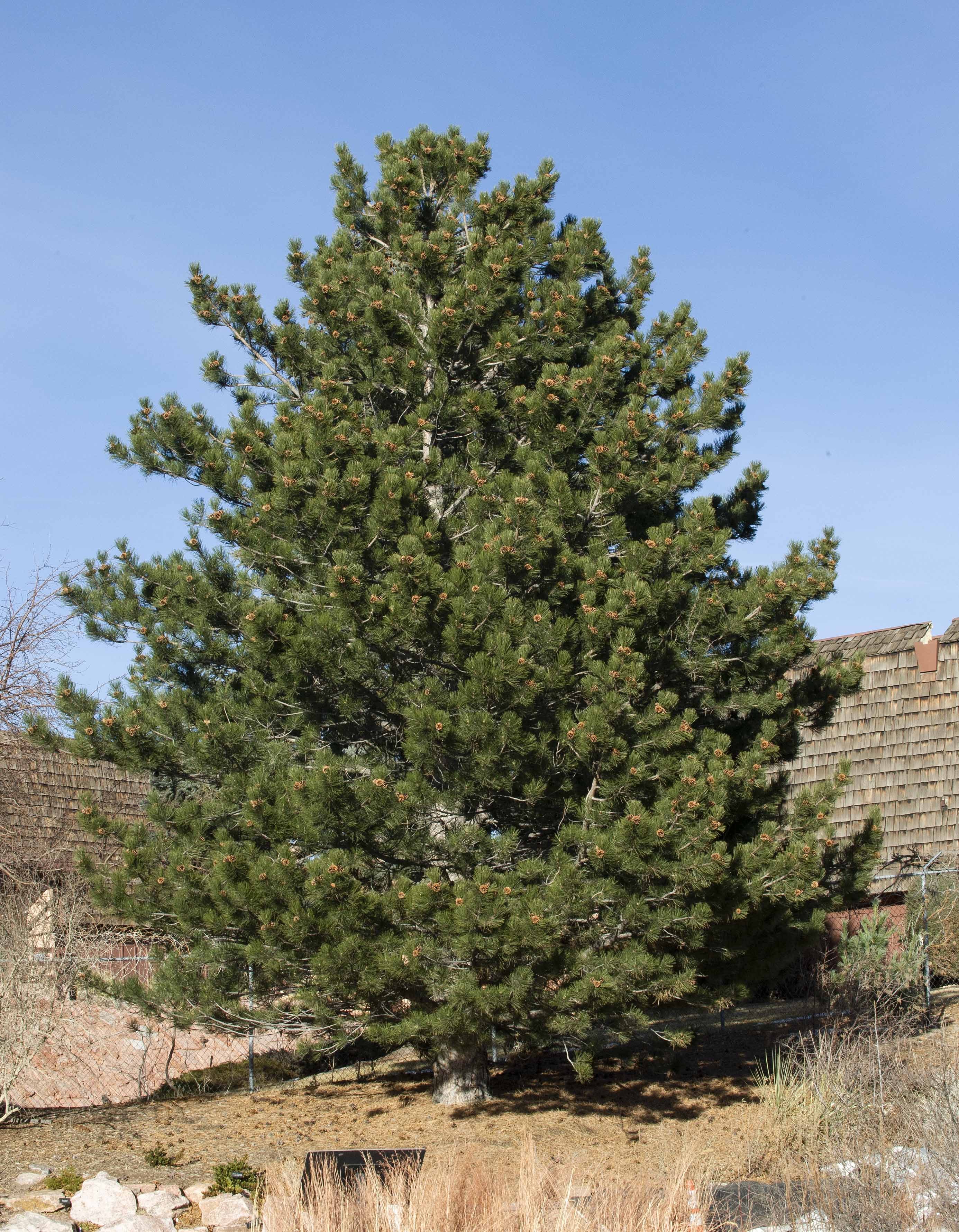 Austrian Pine
